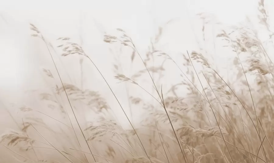 Фототапет Полски треви в мъглива зора w02250