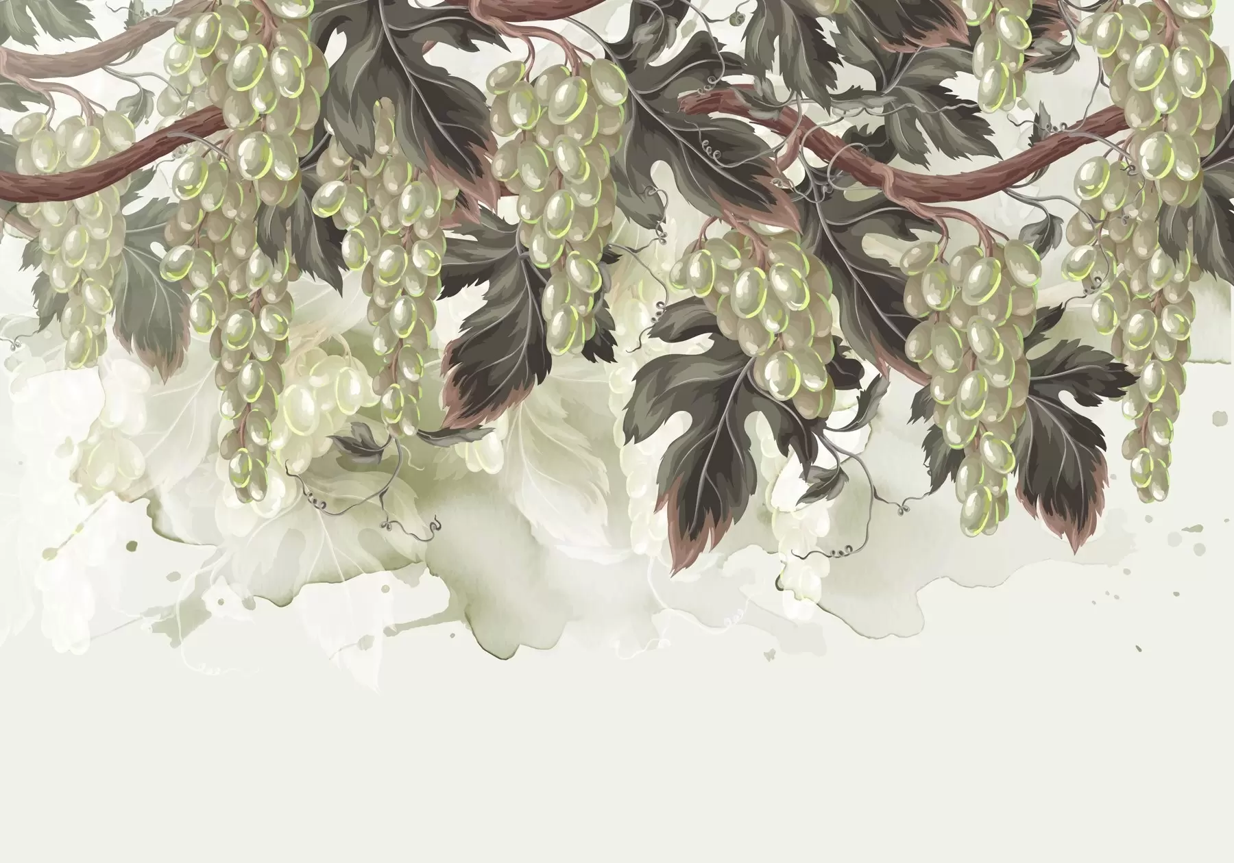 Фототапет Грозде, висящо от лоза със зелени листа, на светъл фон с акварелни текстури w08696