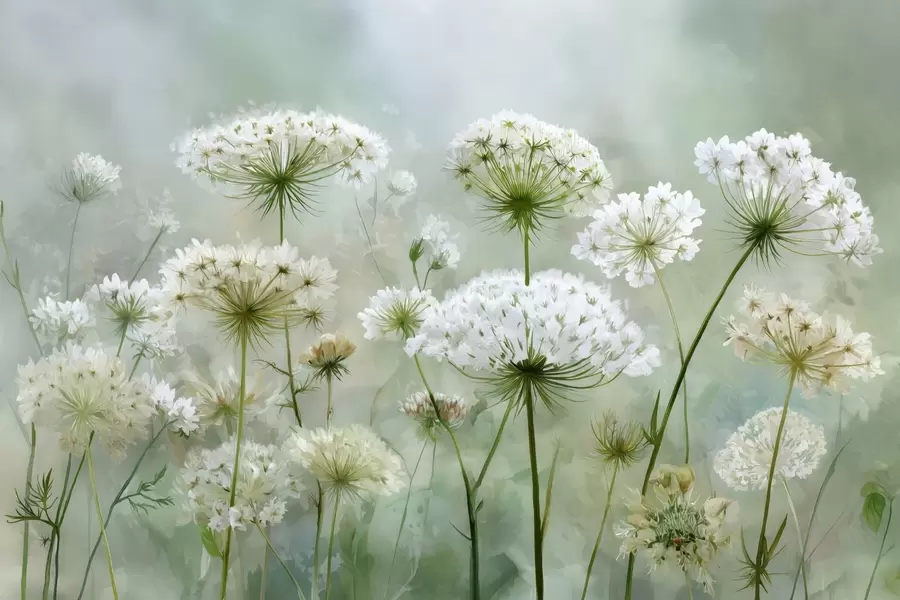 Фототапет деликатни бели диви цветя Queen Anne, в живописен стил, зелени тонове w04313