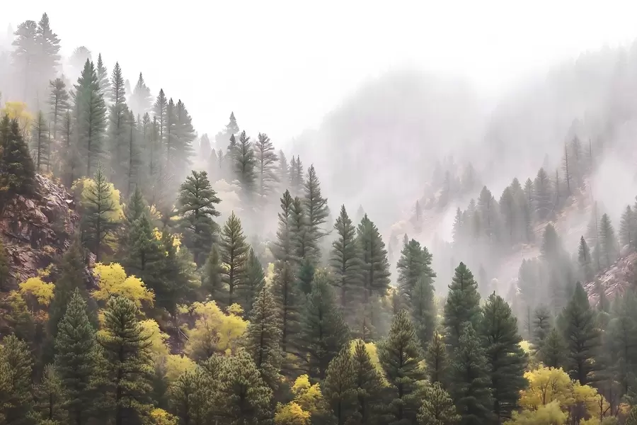 Фототапет Атмосферна мъглива борова гора в планините w09463