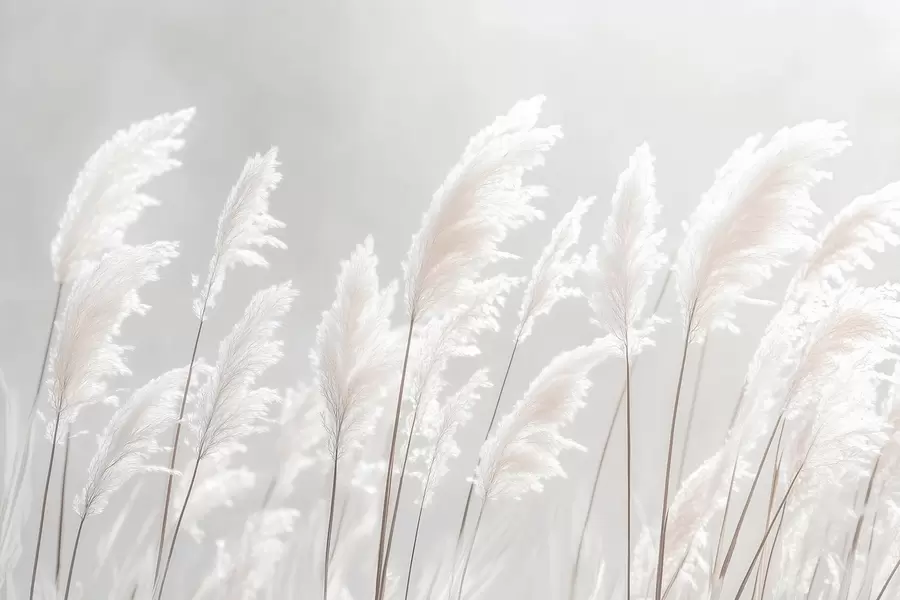 Фототапет Мека бяла пампасова трева в нежна сутрешна светлина w09717