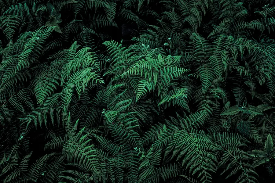 Фототапет Fern u73636